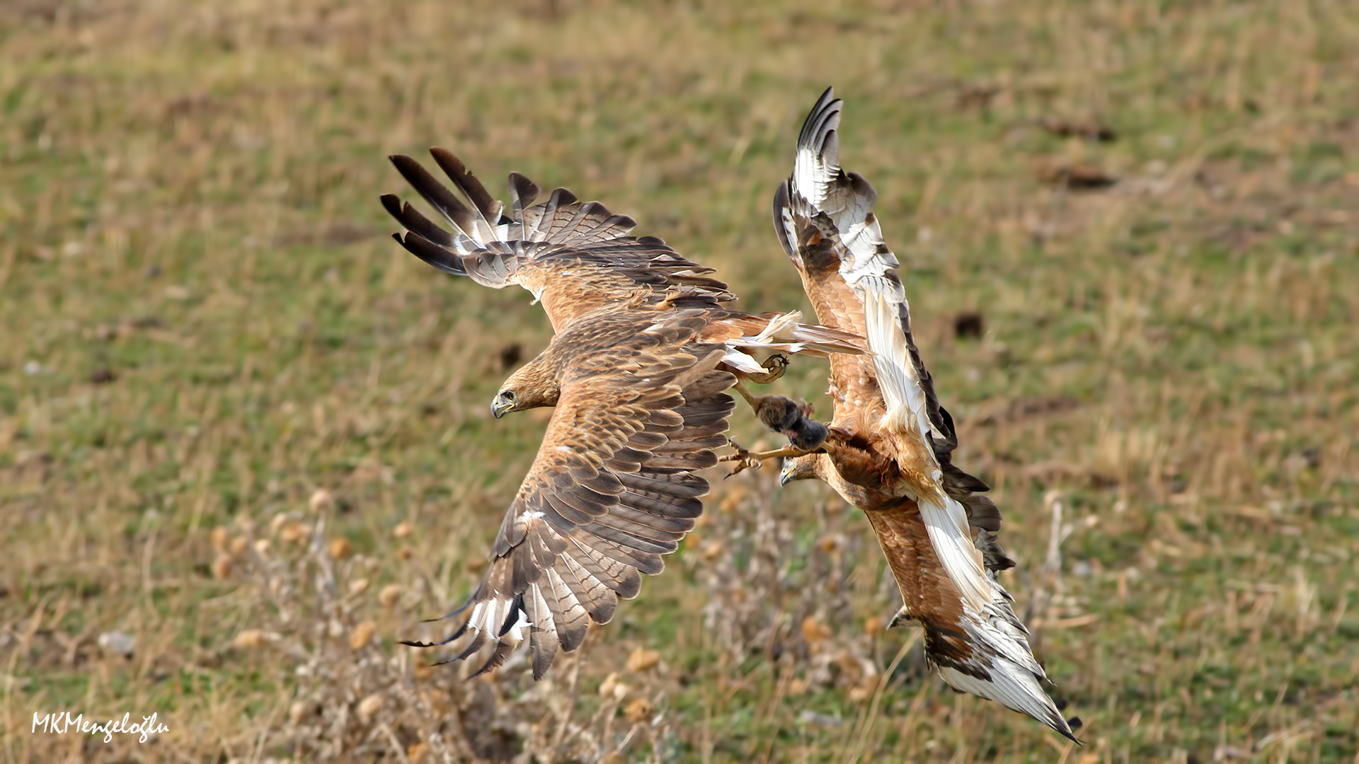Long-legged Buzzard